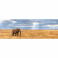 Clementoni 39484 Puzzle Panorama Ztracený slon, 1000 dílků